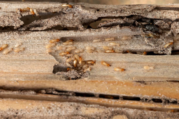 Spider Control Near Me in Fort Bragg, CA